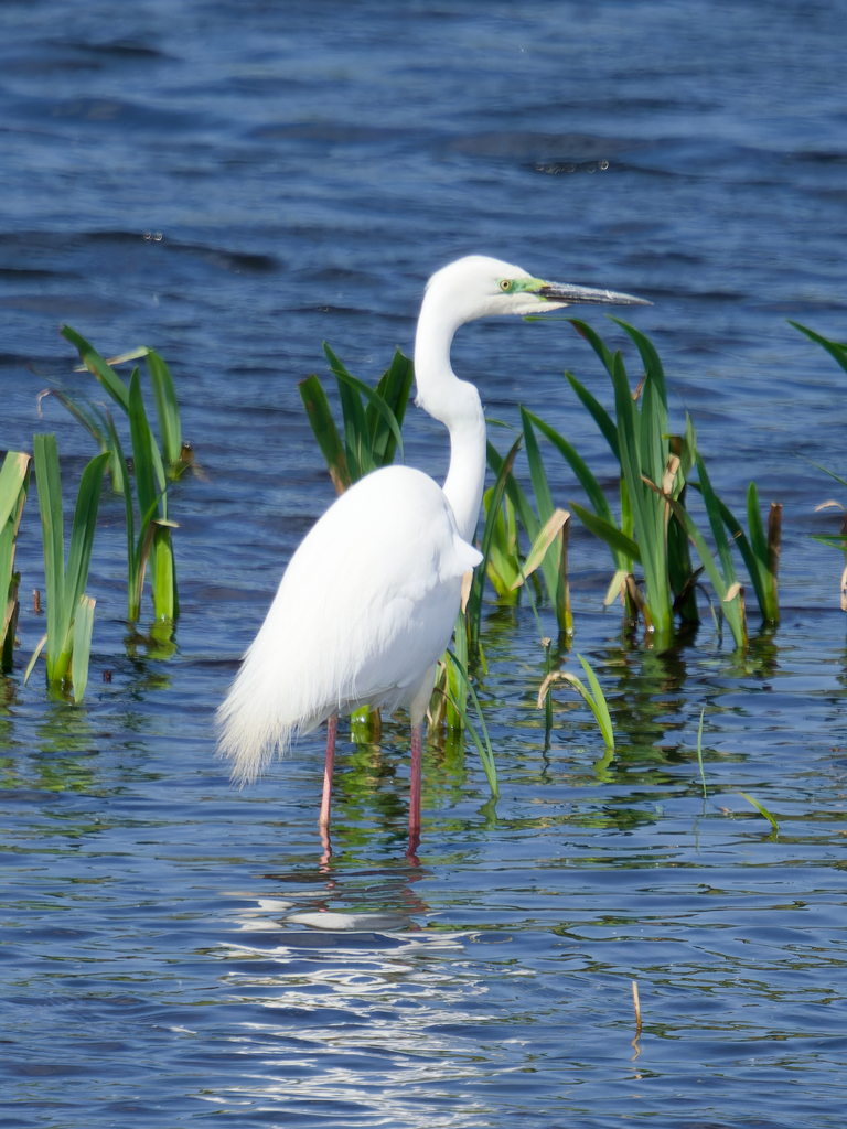 Great White Egret
